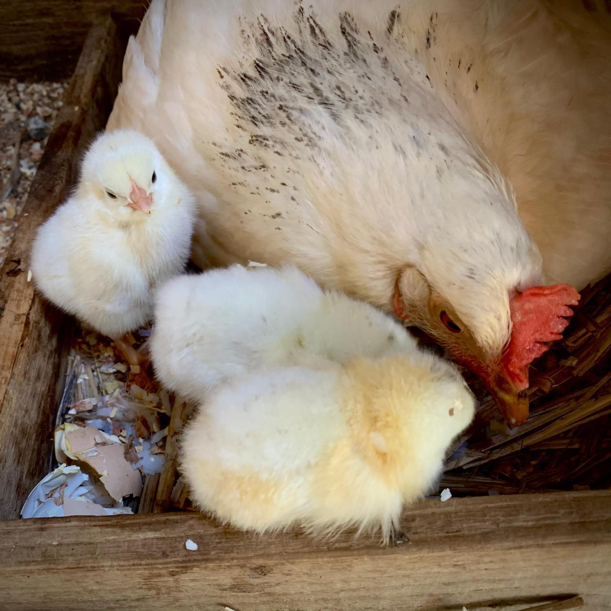 Ferme Gite Le Coeur Des Petits Chenes Saint-Pierre-de-Cole ภายนอก รูปภาพ