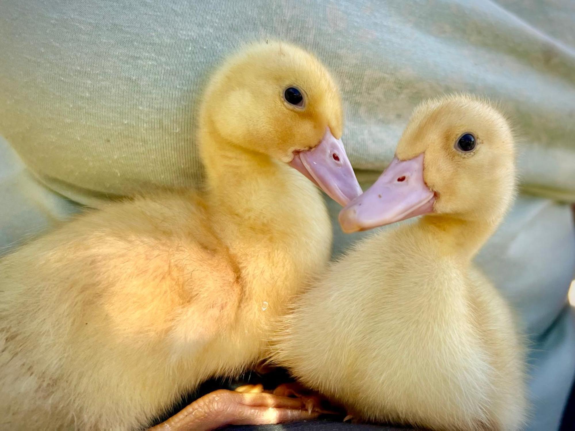 Ferme Gite Le Coeur Des Petits Chenes Saint-Pierre-de-Cole ภายนอก รูปภาพ