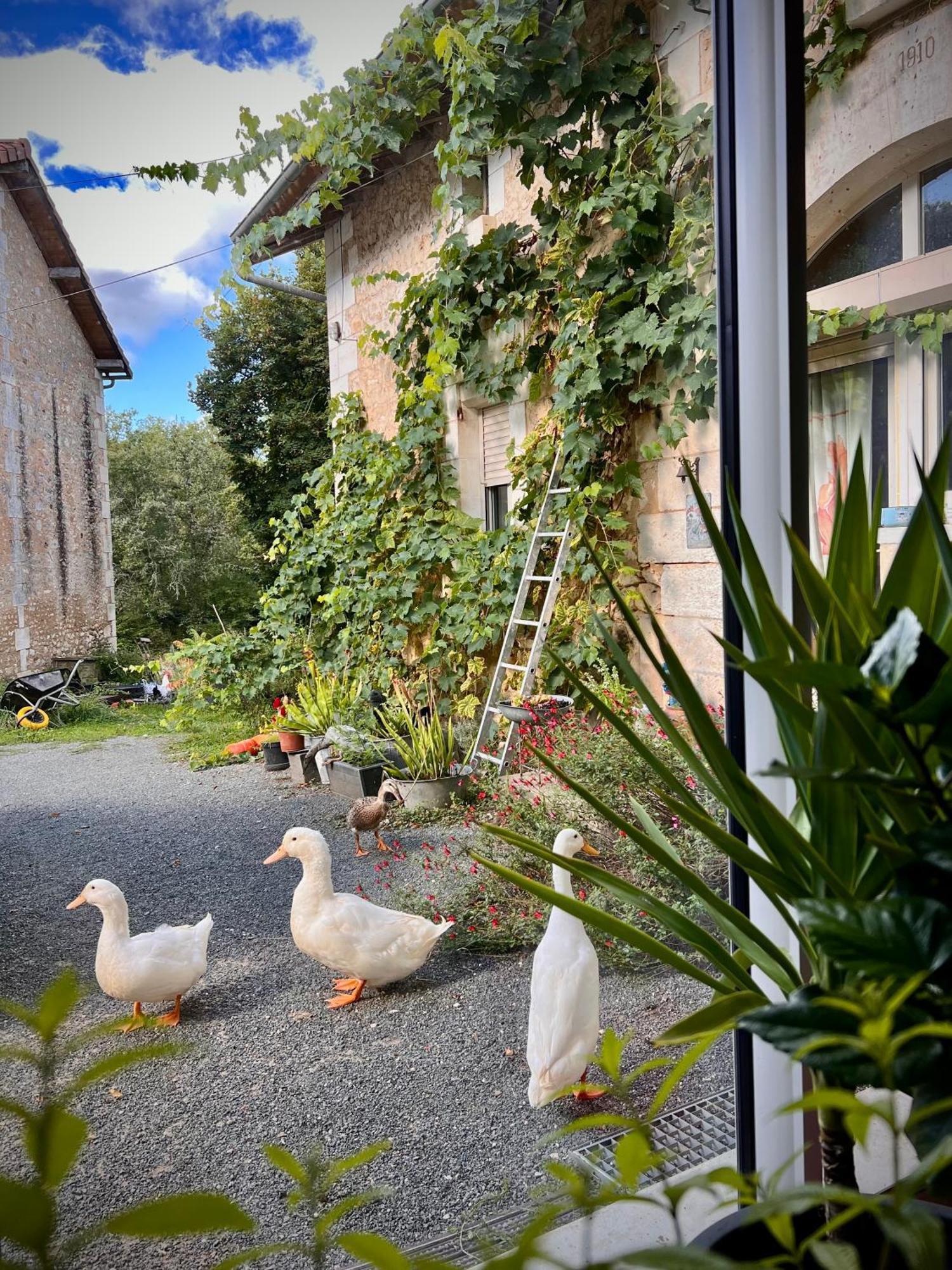 Ferme Gite Le Coeur Des Petits Chenes Saint-Pierre-de-Cole ภายนอก รูปภาพ