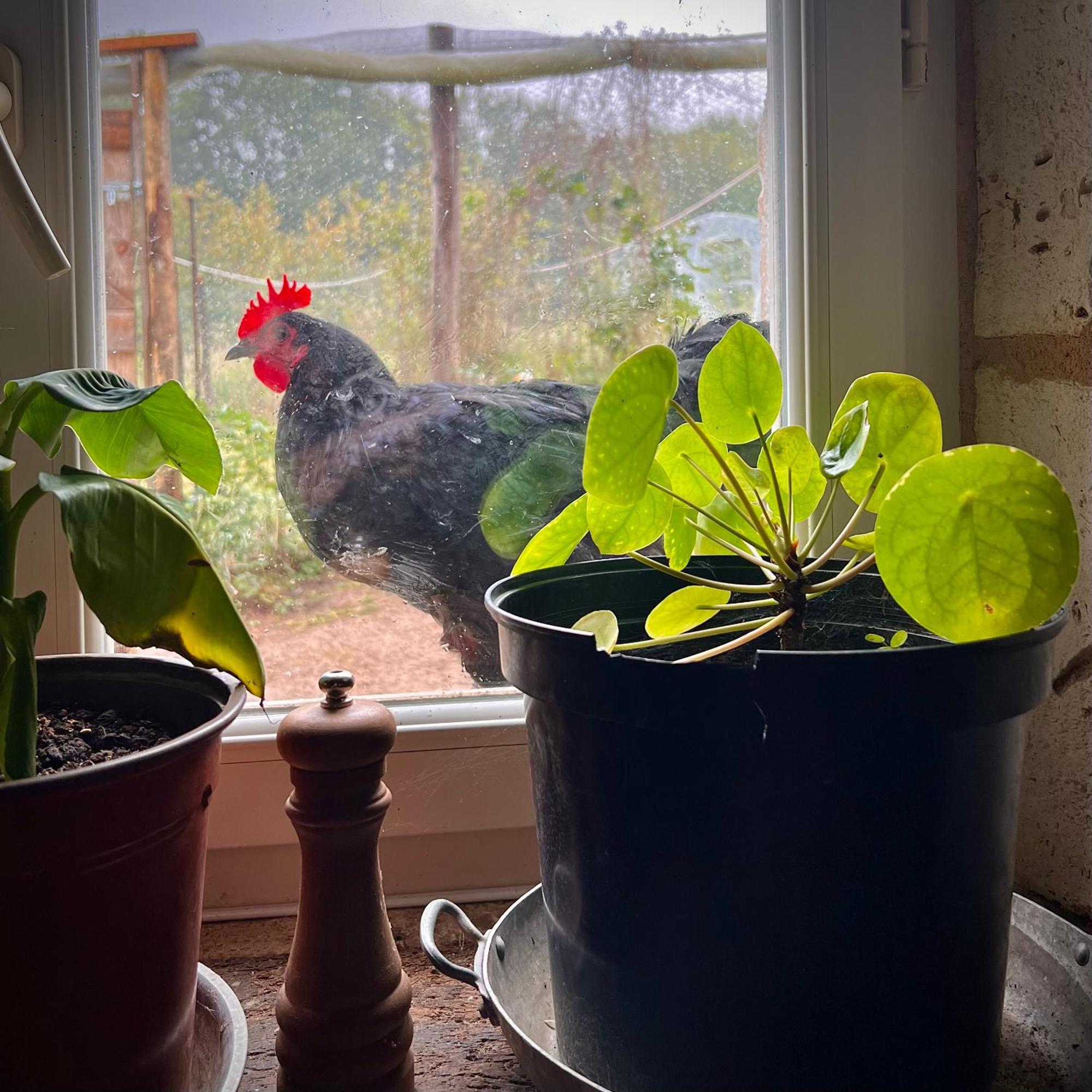Ferme Gite Le Coeur Des Petits Chenes Saint-Pierre-de-Cole ภายนอก รูปภาพ