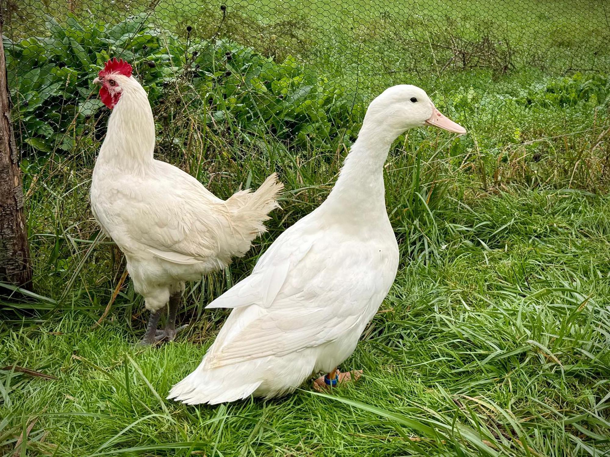 Ferme Gite Le Coeur Des Petits Chenes Saint-Pierre-de-Cole ภายนอก รูปภาพ