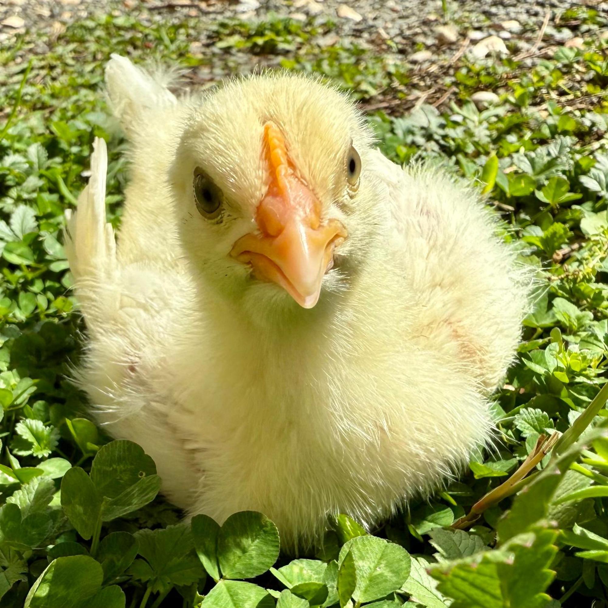 Ferme Gite Le Coeur Des Petits Chenes Saint-Pierre-de-Cole ภายนอก รูปภาพ
